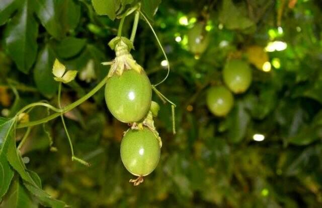 Tadı mutluluk veriyor! Antalya'dan yetişen tropikal meyve possiflora, ünlülerin gözdesi oldu!
