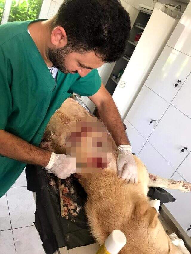 Bıçaklayarak yaraladığı köpeği, serbest kalınca öldürdü