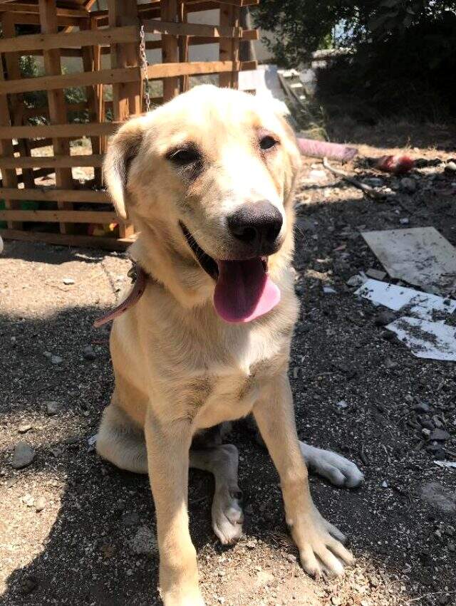 Bıçaklayarak yaraladığı köpeği, serbest kalınca öldürdü