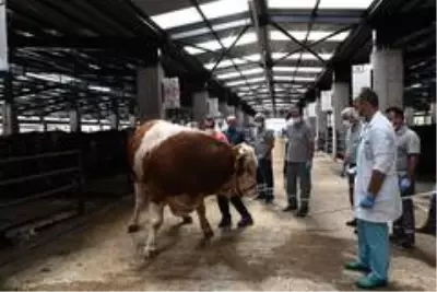 Son Dakika | Boğalar bu timden kaçamayacak Son Dakika | Boğalar bu timden kaçamayacak