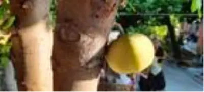 Gövdesinden meyve veren ağaç uzmanların ilgisini çekti Gövdesinden meyve veren ağaç uzmanların ilgisini çekti