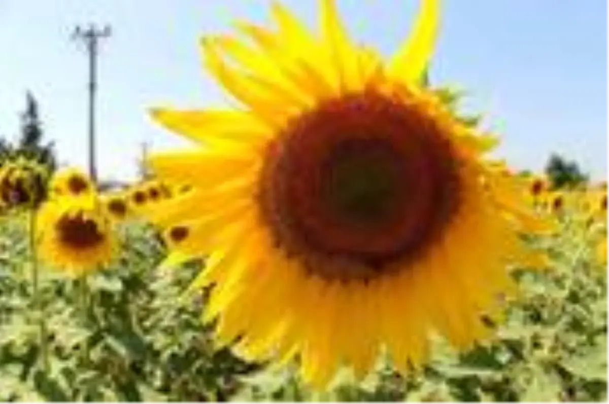 Manyas ovası sarıya boyandı