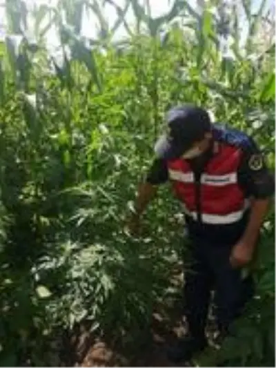Mısır tarlasında kenevir operasyonu Mısır tarlasında kenevir operasyonu