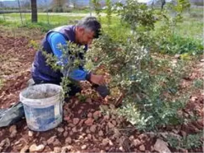 Muğla Büyükşehir Sakız fidanı üretiyor Muğla Büyükşehir Sakız fidanı üretiyor