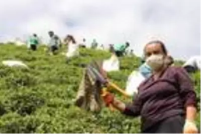 Sokak hayvanları için imece usulü çay hasadına sanatçı desteği Sokak hayvanları için imece usulü çay hasadına sanatçı desteği