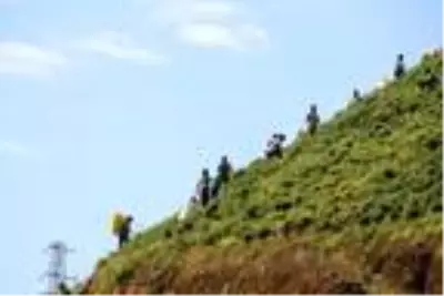 Sokak hayvanları için imece usulü çay hasadına sanatçı desteği Sokak hayvanları için imece usulü çay hasadına sanatçı desteği