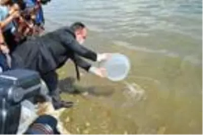 Elazığ'da 420 bin siraz balığı suya bırakıldı Elazığ'da 420 bin siraz balığı suya bırakıldı