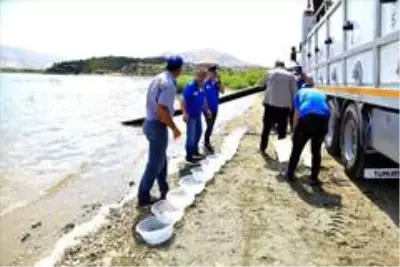 İlk defa üretimi yapılan 420 bin adet siraz balığı, Hazar Gölü'ne bırakıldı İlk defa üretimi yapılan 420 bin adet siraz balığı, Hazar Gölü'ne bırakıldı