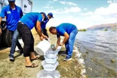 İlk defa üretimi yapılan 420 bin adet siraz balığı, Hazar Gölü'ne bırakıldı İlk defa üretimi yapılan 420 bin adet siraz balığı, Hazar Gölü'ne bırakıldı
