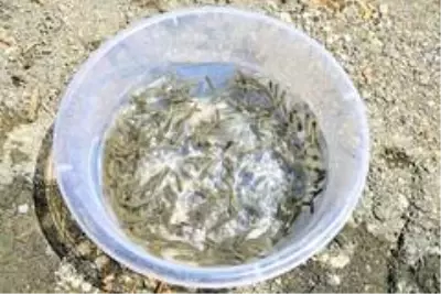 İlk defa üretimi yapılan 420 bin adet siraz balığı, Hazar Gölü'ne bırakıldı İlk defa üretimi yapılan 420 bin adet siraz balığı, Hazar Gölü'ne bırakıldı