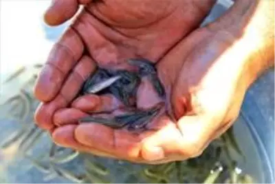 İlk defa üretimi yapılan 420 bin adet siraz balığı, Hazar Gölü'ne bırakıldı İlk defa üretimi yapılan 420 bin adet siraz balığı, Hazar Gölü'ne bırakıldı