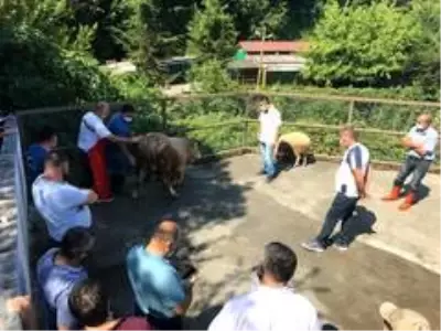 Kdz. Ereğli'de kurban kesimi eğitimi verildi Kdz. Ereğli'de kurban kesimi eğitimi verildi