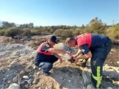 Seydikemer'de alevlerin arasında kalan kaplumbağa kurtarıldı Seydikemer'de alevlerin arasında kalan kaplumbağa kurtarıldı