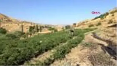 Krizi fırsata çeviren Şırnaklı üniversite öğrencileri çiftlik kurdu Krizi fırsata çeviren Şırnaklı üniversite öğrencileri çiftlik kurdu