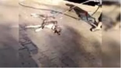 Tarsus'ta 4 köpeği zehirlediler Tarsus'ta 4 köpeği zehirlediler