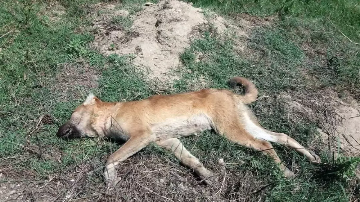 Tarsus�ta 4 köpeği zehirlediler Mersin