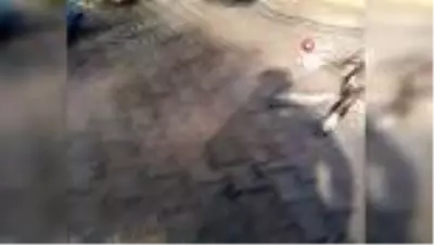 Tarsus'ta 4 köpeği zehirlediler Tarsus'ta 4 köpeği zehirlediler
