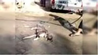 Tarsus'ta 4 köpeği zehirlediler Tarsus'ta 4 köpeği zehirlediler