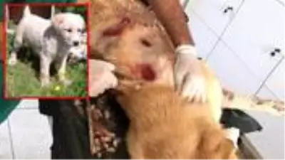 Yaraladığı köpeği serbest kalınca öldürdü, verdiği pişkin cevap sosyal medyada tepki çekti Yaraladığı köpeği serbest kalınca öldürdü, verdiği pişkin cevap sosyal medyada tepki çekti