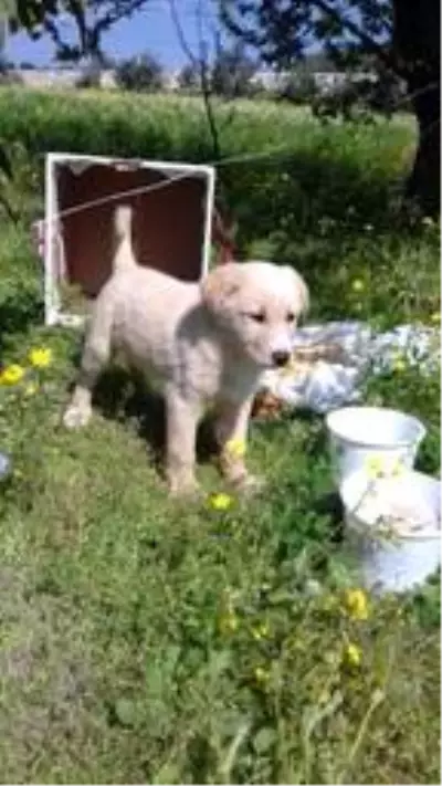 Yaraladığı köpeği serbest kalınca öldürdü, verdiği pişkin cevap sosyal medyada tepki çekti Yaraladığı köpeği serbest kalınca öldürdü, verdiği pişkin cevap sosyal medyada tepki çekti