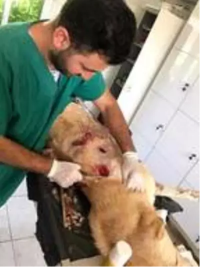 Yaraladığı köpeği serbest kalınca öldürdü, verdiği pişkin cevap sosyal medyada tepki çekti Yaraladığı köpeği serbest kalınca öldürdü, verdiği pişkin cevap sosyal medyada tepki çekti