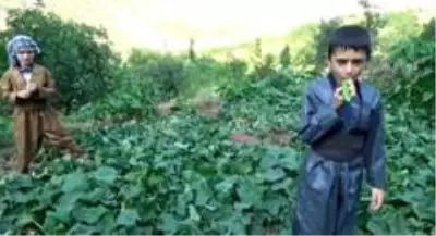 Yöresel elbiseli minik ellerden toprağa can suyu Yöresel elbiseli minik ellerden toprağa can suyu