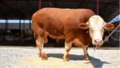 1 ton 100 kilogramlık 'Paşa' 27 bin liradan satıldı 1 ton 100 kilogramlık 'Paşa' 27 bin liradan satıldı