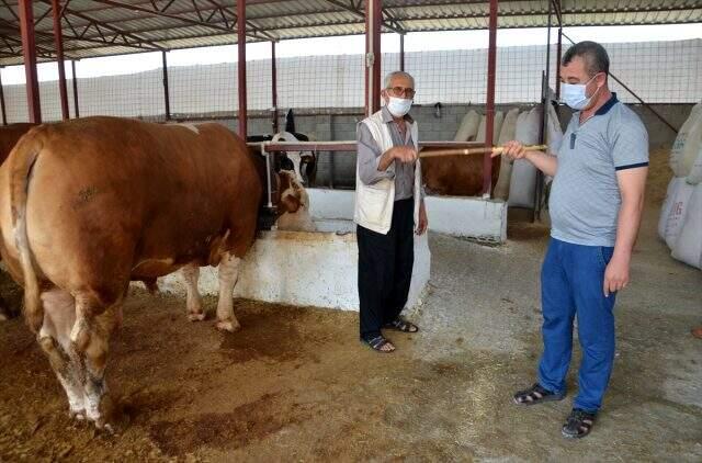 1 ton 100 kilogramlık Paşa 27 bin liradan satıldı 1 ton 100 kilogramlık Paşa 27 bin liradan satıldı
