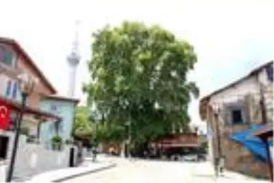 1200 yıllık anıt çınar ağacının altında serinliyorlar 1200 yıllık anıt çınar ağacının altında serinliyorlar