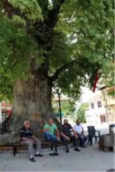 1200 yıllık anıt çınar ağacının altında serinliyorlar 1200 yıllık anıt çınar ağacının altında serinliyorlar