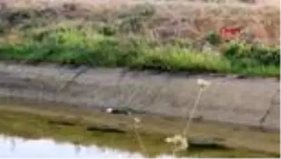 Köpeği kurtarmak için kanala atlayan gencin cansız bedeni bulundu Köpeği kurtarmak için kanala atlayan gencin cansız bedeni bulundu