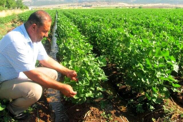 Araban Ovası'ndaki topraklar yarım asır sonra suya kavuştu Araban Ovası'ndaki topraklar yarım asır sonra suya kavuştu