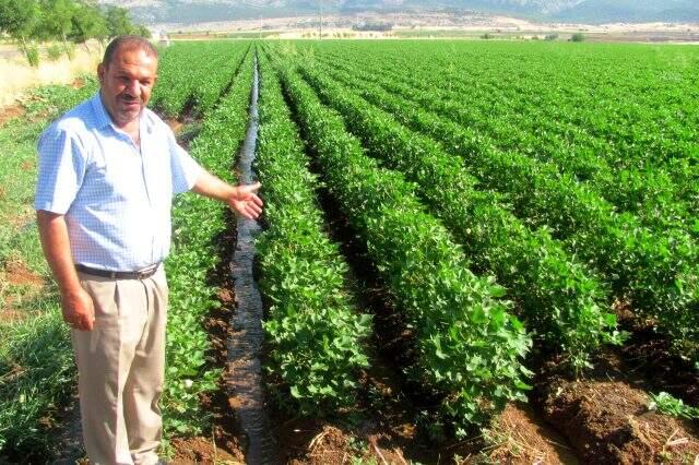Araban Ovası'ndaki topraklar yarım asır sonra suya kavuştu Araban Ovası'ndaki topraklar yarım asır sonra suya kavuştu