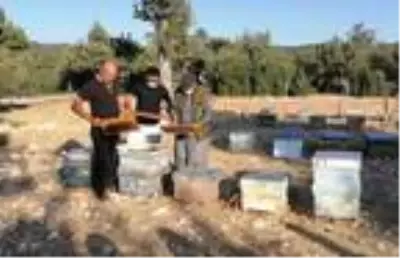 Arıları sinek ilacıyla öldürülüp balları çalınan üreticiler tepkili Arıları sinek ilacıyla öldürülüp balları çalınan üreticiler tepkili
