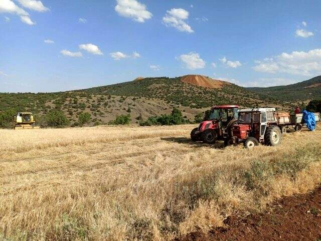 Arpa, yulaf ve buğday üreticisi zorda! Bu yıl hasat nasıl?