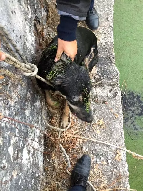 Atık su havuzuna düşen köpeği itfaiye kurtardı Haberler