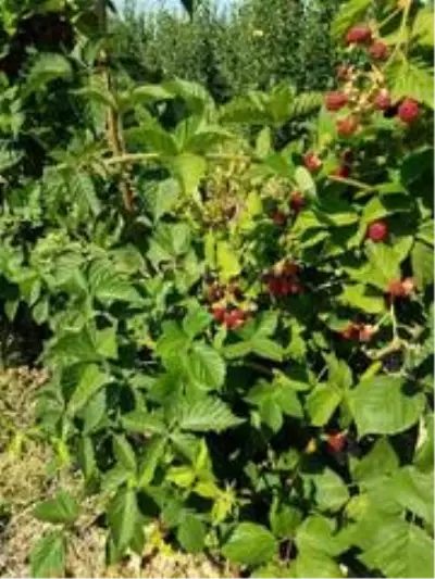 Eğirdir'de böğürtlen demonstrasyonu Eğirdir'de böğürtlen demonstrasyonu
