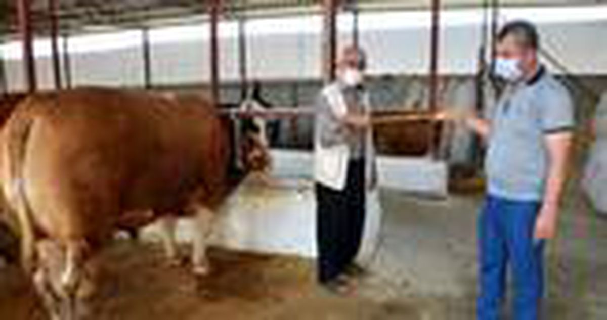 En pahalı kurbanlık dana! 1 ton 100 kilogramlık 'Paşa' isimli dana satıldı
