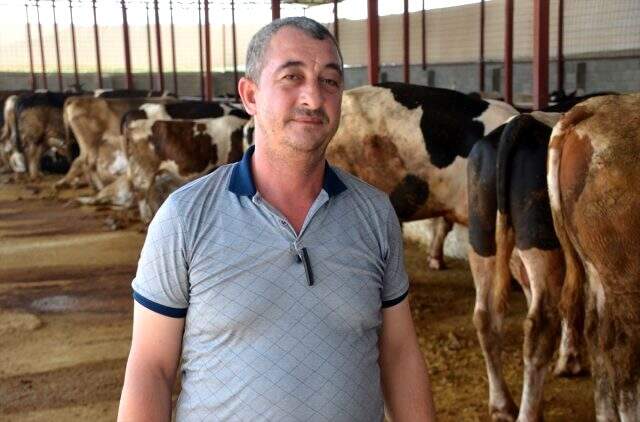 En pahalı kurbanlık dana! 1 ton 100 kilogramlık 'Paşa' isimli dana satıldı