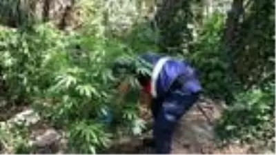 Gediz Nehri'ndeki adacıklarda yetiştirilen Hint kenevirleri dron ile tespit edildi Gediz Nehri'ndeki adacıklarda yetiştirilen Hint kenevirleri dron ile tespit edildi