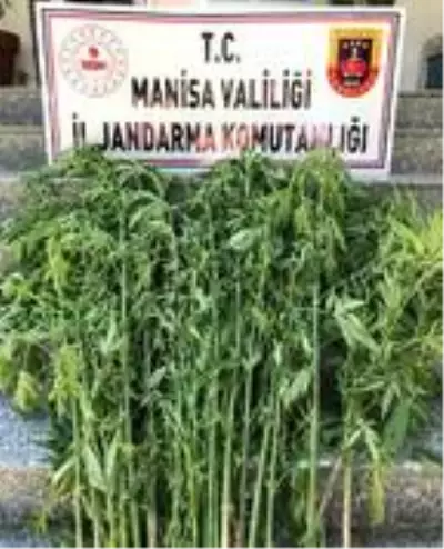 Gediz Nehri'ndeki adacıklarda yetiştirilen Hint kenevirleri dron ile tespit edildi Gediz Nehri'ndeki adacıklarda yetiştirilen Hint kenevirleri dron ile tespit edildi