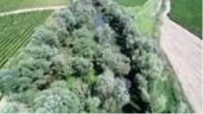 Gediz Nehri'ndeki adacıklarda yetiştirilen Hint kenevirleri dron ile tespit edildi Gediz Nehri'ndeki adacıklarda yetiştirilen Hint kenevirleri dron ile tespit edildi