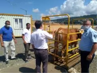 Hayvan pazarlarına sıkı denetim Hayvan pazarlarına sıkı denetim