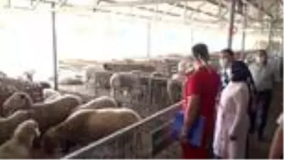 Kurban kesim yerlerine sıkı denetim Kurban kesim yerlerine sıkı denetim