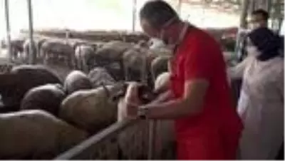 Kurban kesim yerlerine sıkı denetim Kurban kesim yerlerine sıkı denetim
