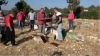 Mersin'de arı kovanlarına sinek ilaçlı saldırı Mersin'de arı kovanlarına sinek ilaçlı saldırı