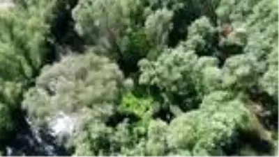 Nehrin ortasındaki adacığı zehir bahçesine çevirmişler Nehrin ortasındaki adacığı zehir bahçesine çevirmişler