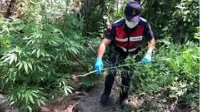 Nehrin ortasındaki adacığı zehir bahçesine çevirmişler Nehrin ortasındaki adacığı zehir bahçesine çevirmişler