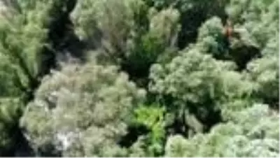 Nehrin ortasındaki adacığı zehir bahçesine çevirmişler Nehrin ortasındaki adacığı zehir bahçesine çevirmişler