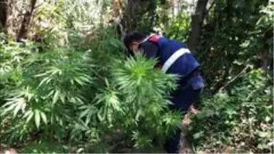 Nehrin ortasındaki adacığı zehir bahçesine çevirmişler Nehrin ortasındaki adacığı zehir bahçesine çevirmişler
